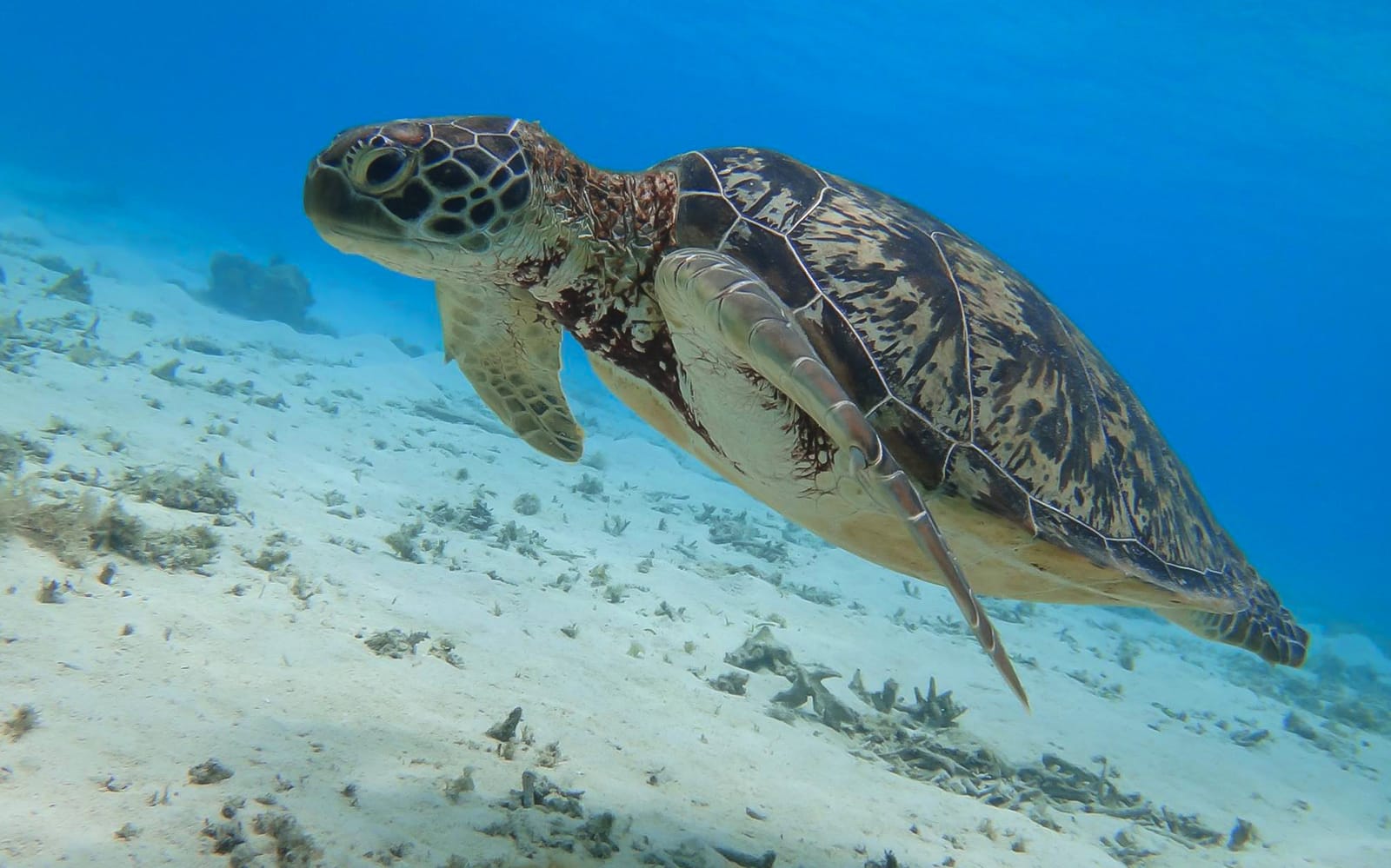 Seabathing Tour at Tokashiku Beach tickets in Okinawa - Attractions | TickYourList