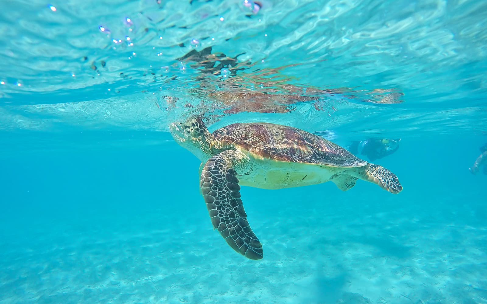 Seabathing Tour at Tokashiku Beach tickets in Okinawa - Highlights | TickYourList
