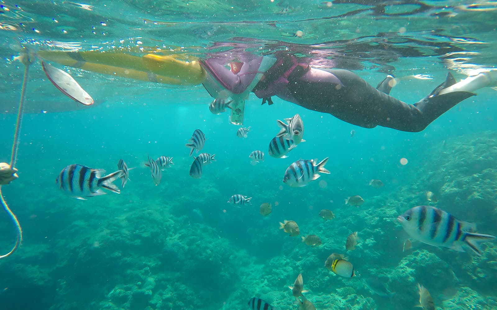 Blue Cave Scuba Diving experience tickets in Okinawa | TickYourList