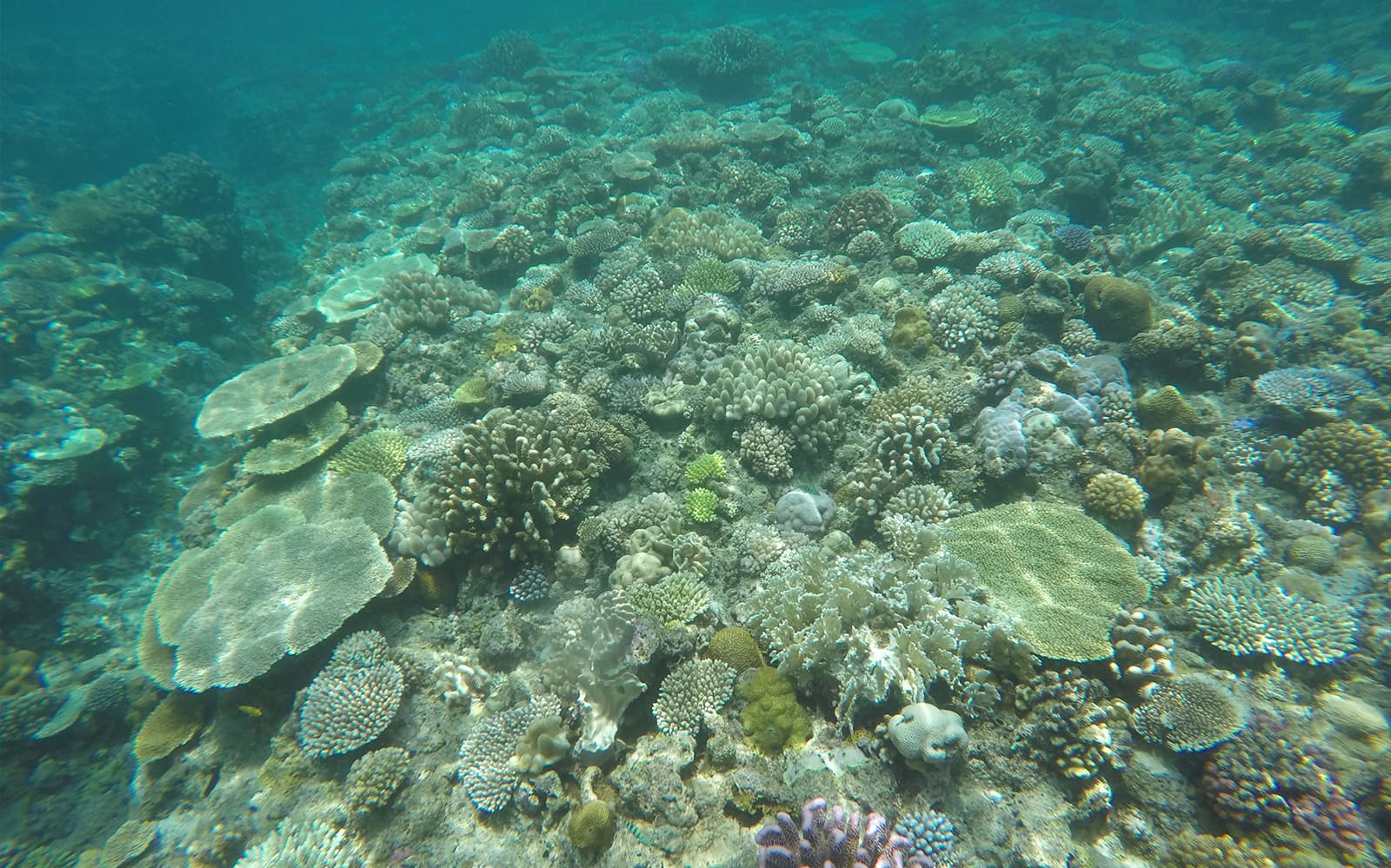 Day Trip to Minna Island with Lunch tickets in Okinawa - Attractions | TickYourList