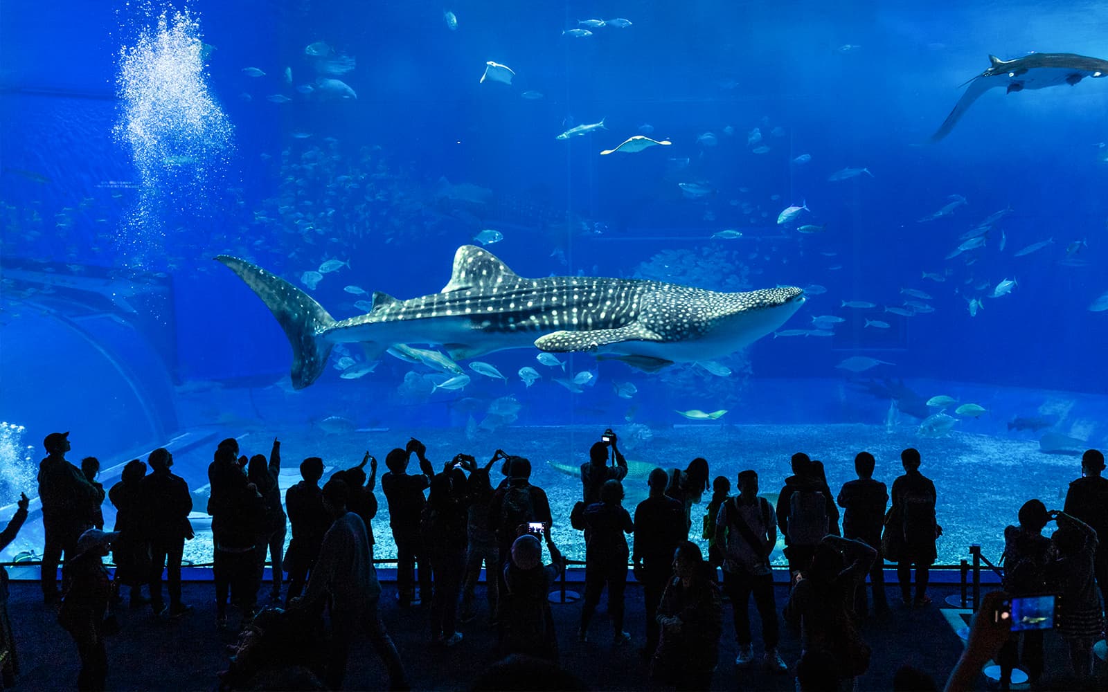 Okinawa Tokutoku Pass: 3 or 5 Attractions tickets in Okinawa - Attractions | TickYourList