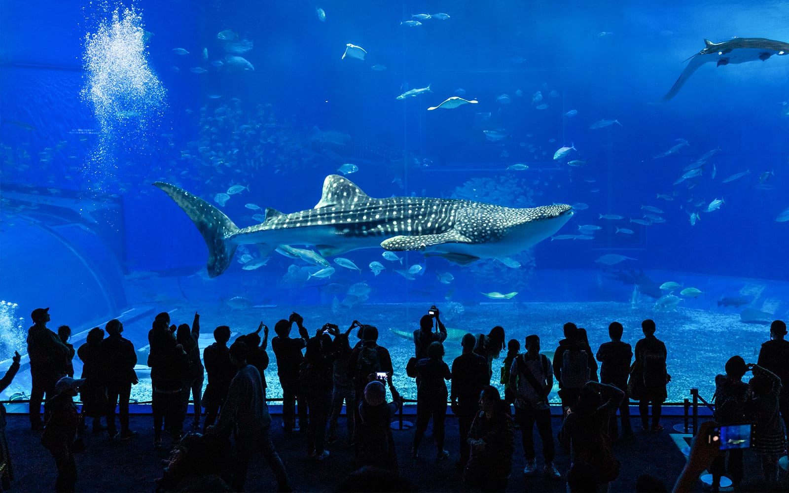 Okinawa Tokutoku Pass: 3 or 5 Attractions tickets in Okinawa - Attractions | TickYourList