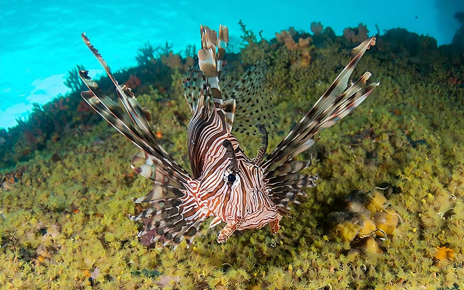 Tickets to Okinawa Miyakojima Undersea Park