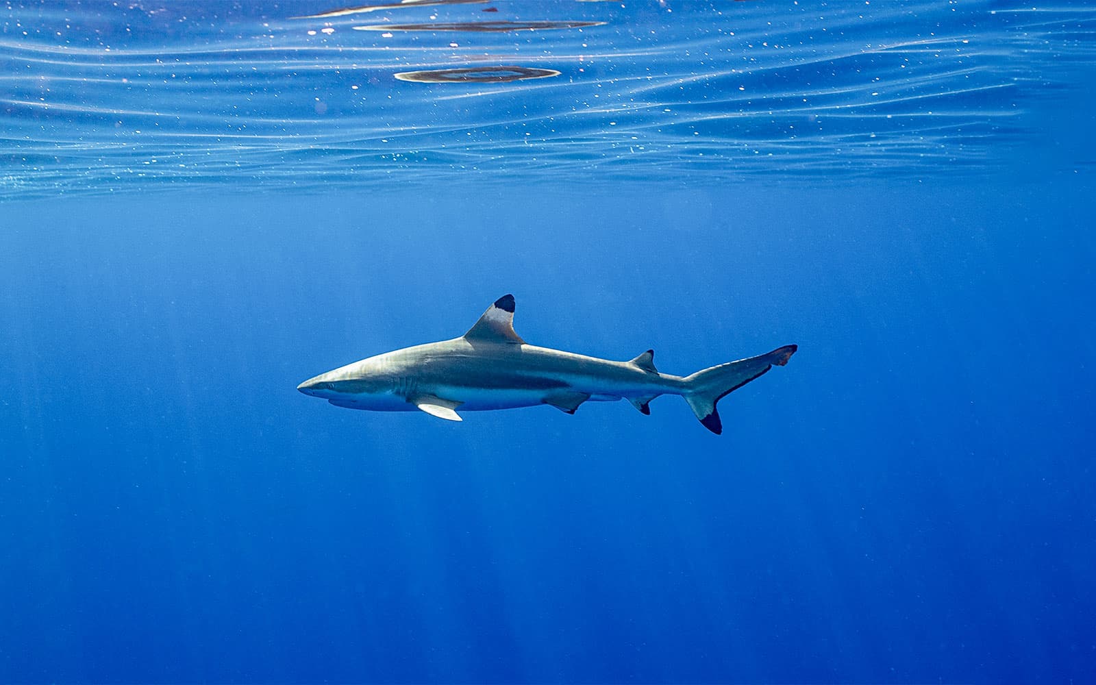 Tickets to Okinawa Miyakojima Undersea Park in Okinawa - Highlights | TickYourList