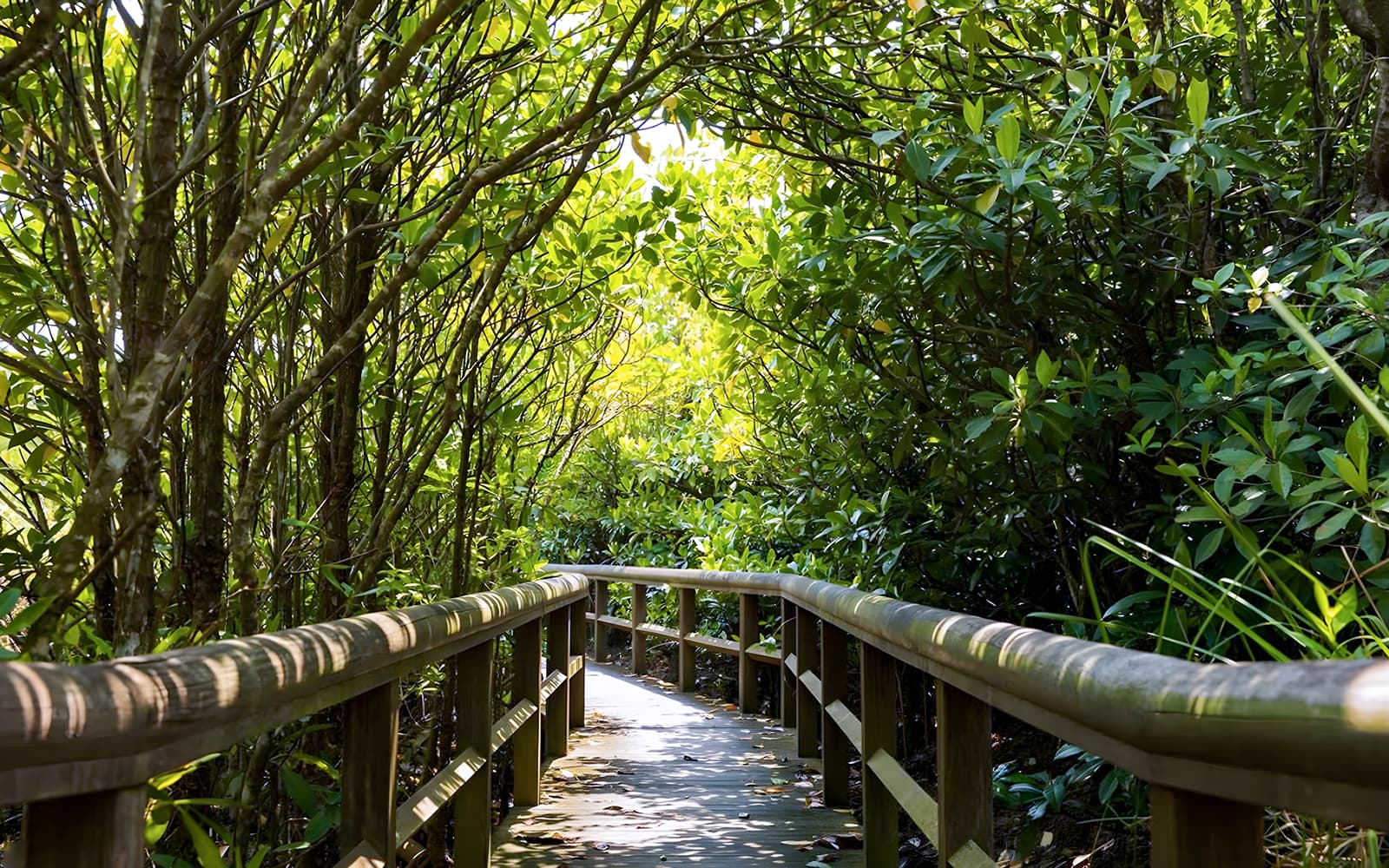 Okinawa Hip Hop Bus Tour: Okinawa Rail Ecology Center, Daisekirinzan & Yambaru National Park tickets in Okinawa - Highlights | TickYourList