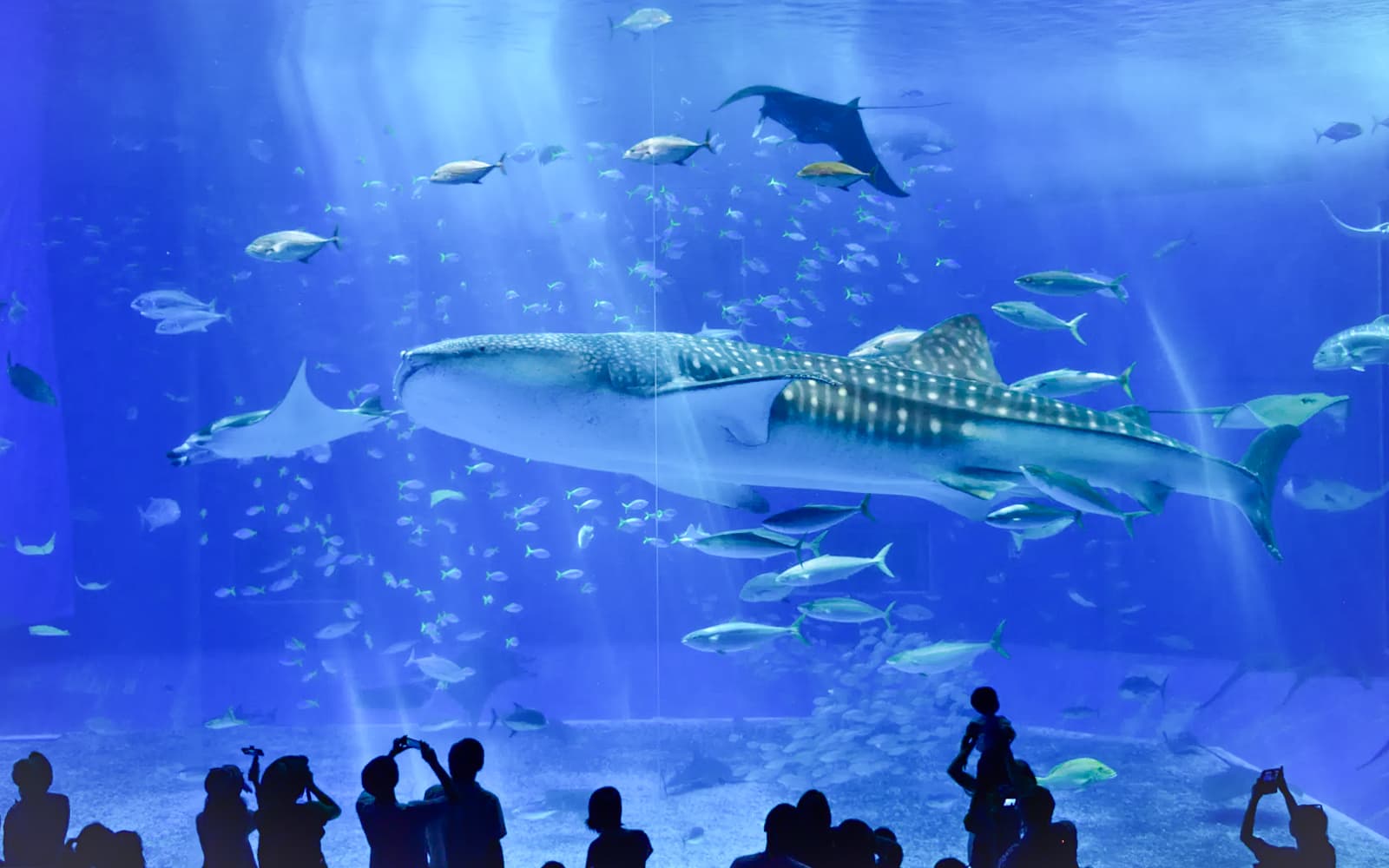 Okinawa Hip Hop Bus Tour with Churaumi Aquarium, Glass Boat Ride & American Village tickets in Okinawa - Activities | TickYourList