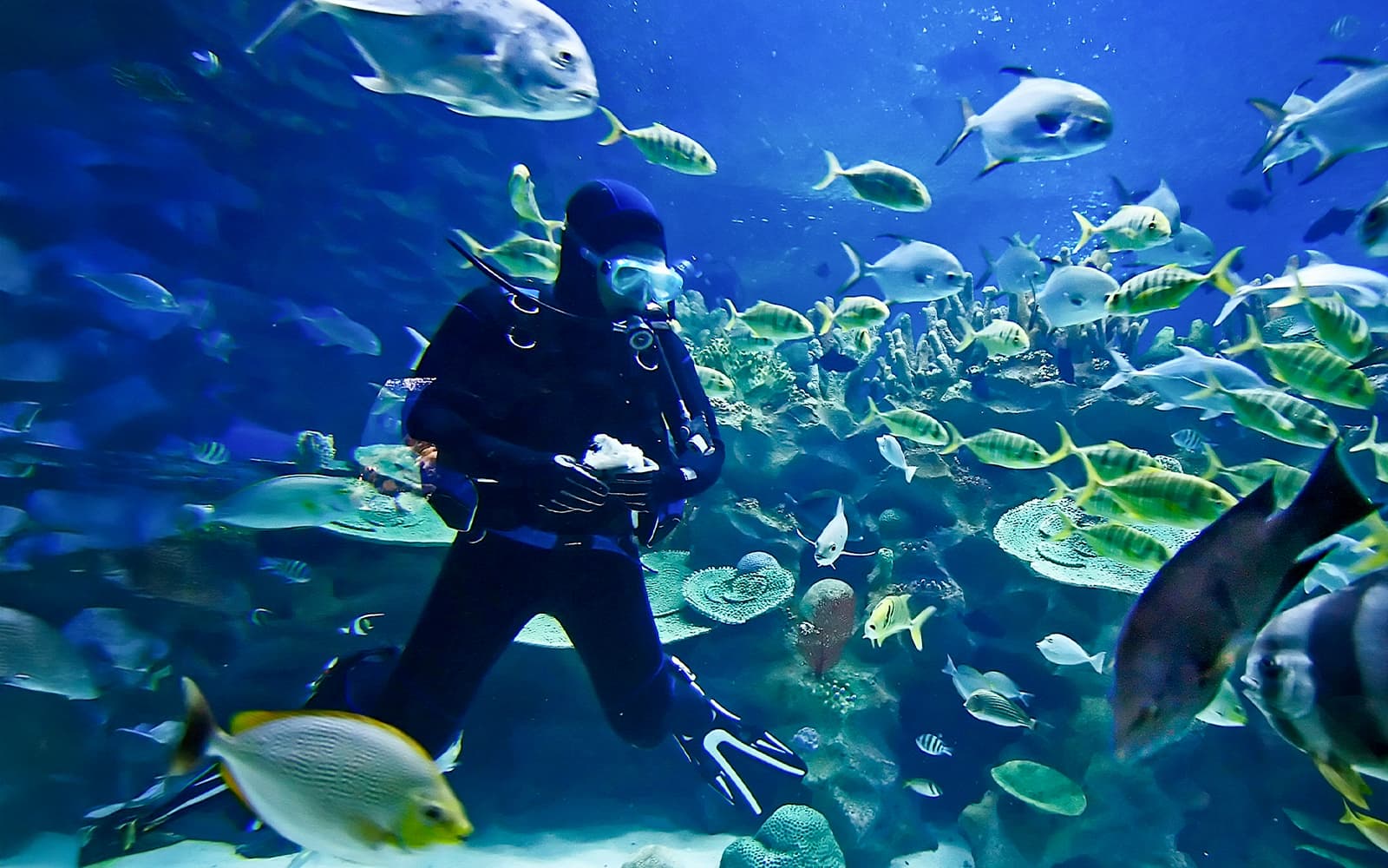 Okinawa Scuba Diving Tickets in Okinawa - Highlights | TickYourList