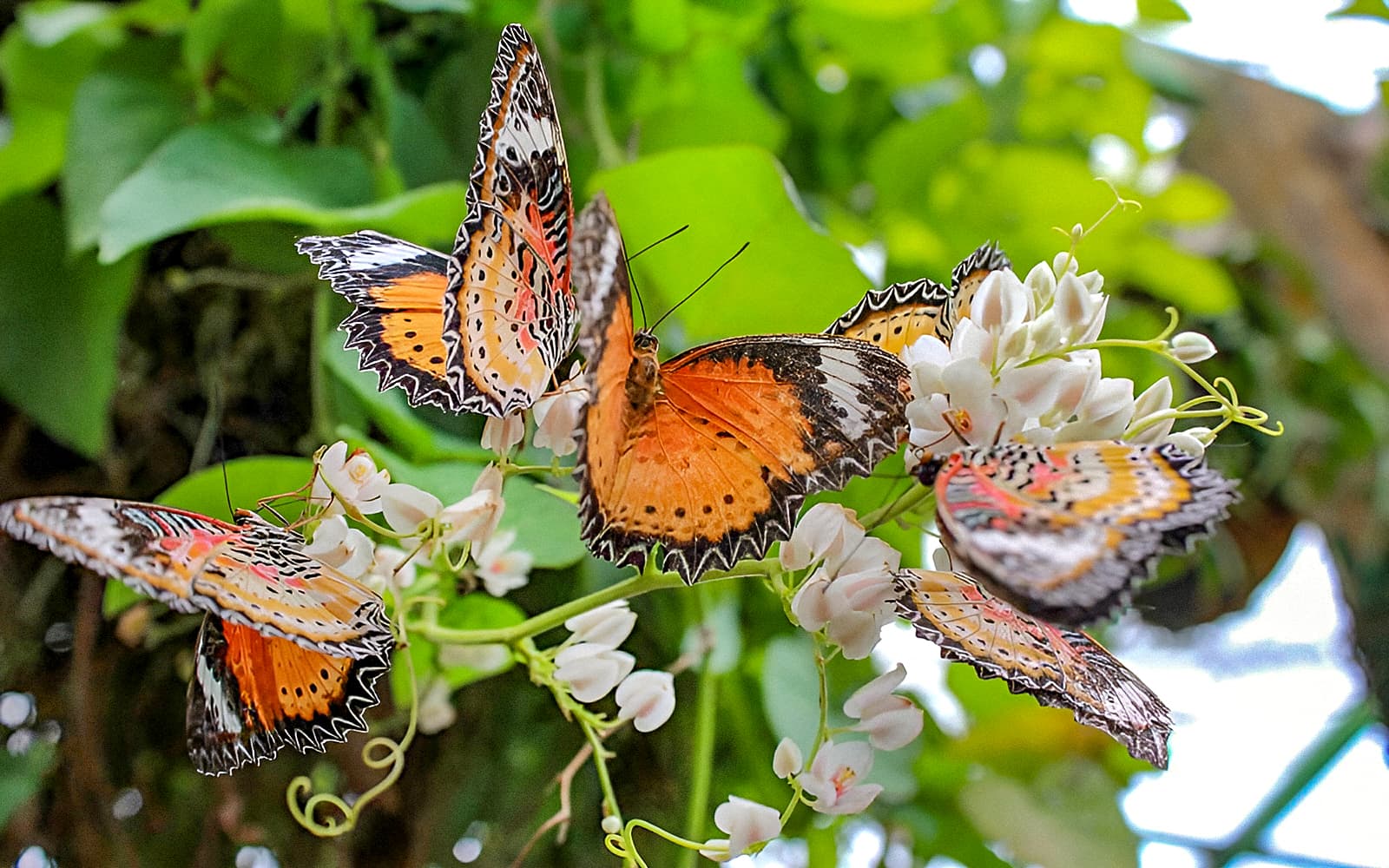 Entopia by Penang Butterfly Farm Tickets in Penang - Activities | TickYourList