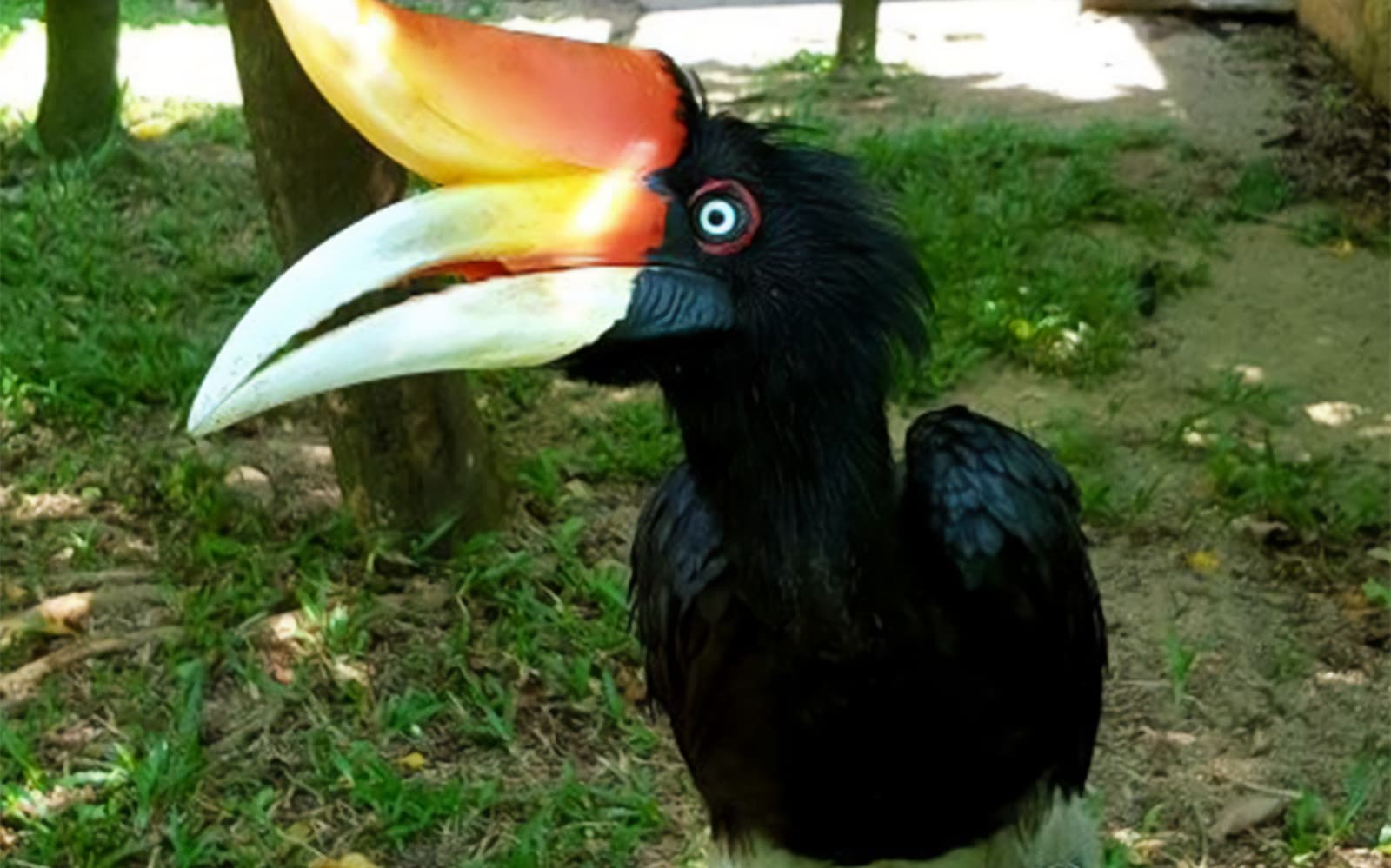 Penang Bird Park Ticket in Penang - Attractions | TickYourList