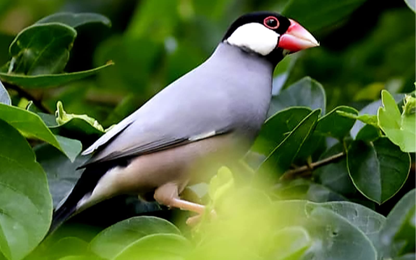 Penang Bird Park Ticket in Penang - Activities | TickYourList