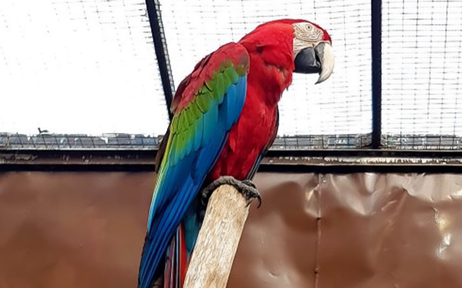 Penang Bird Park Ticket in Penang - Highlights | TickYourList
