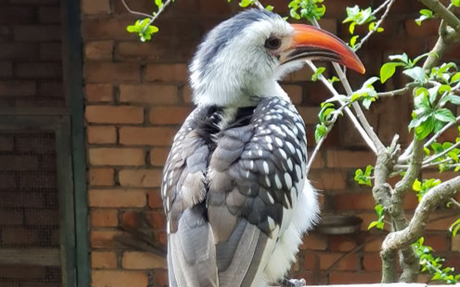 Penang Bird Park Ticket in Penang - Full Experience | TickYourList