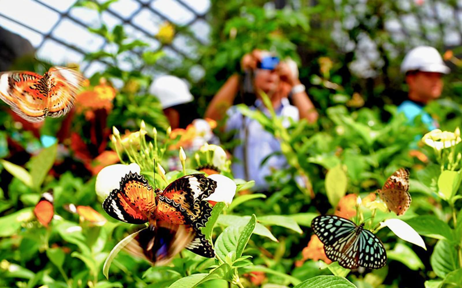 Combo (Save 5%): Entopia by Penang Butterfly Farm + ESCAPE Penang Tickets in Penang - Activities | TickYourList