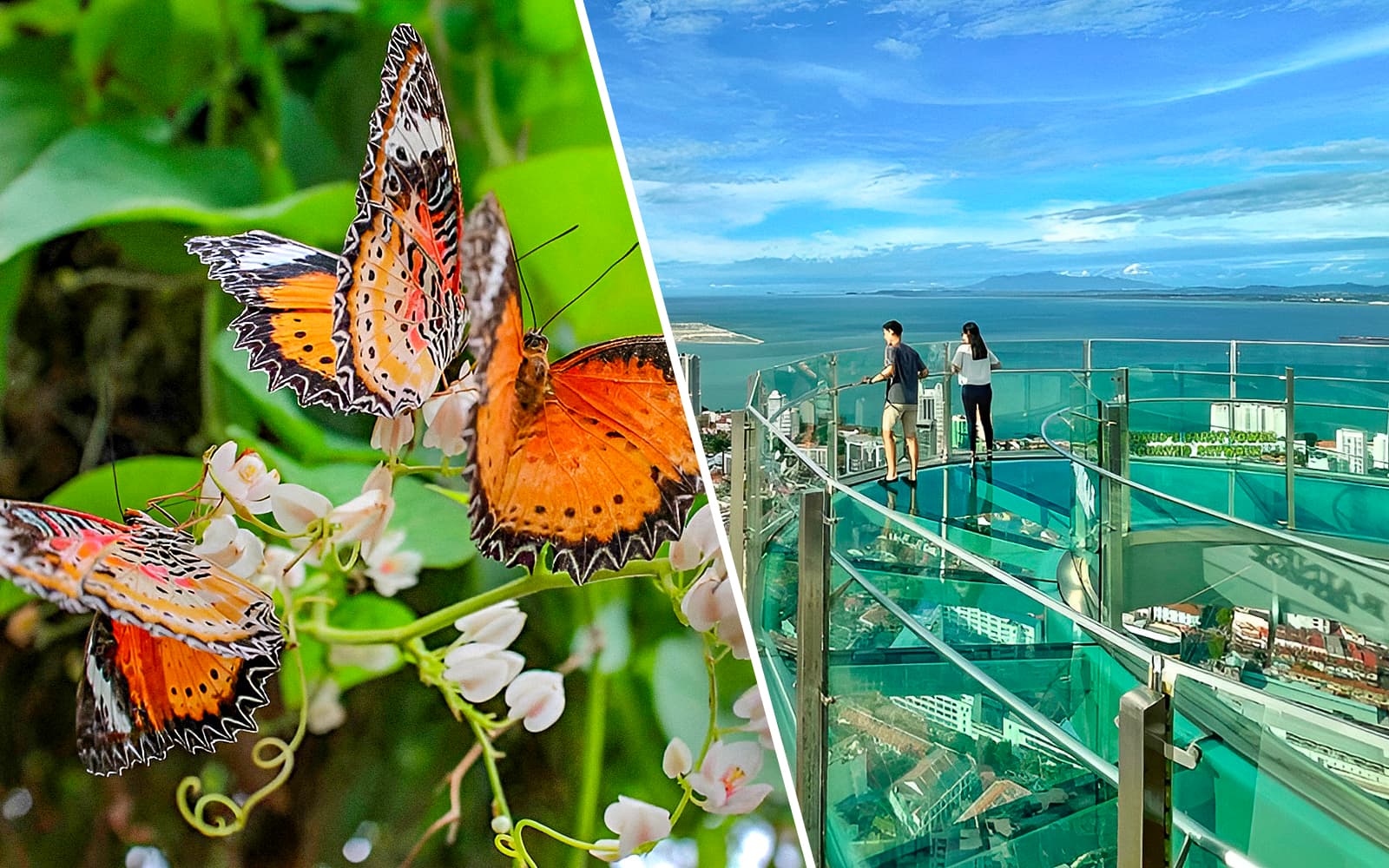 Combo (Save 19%): The TOP Penang + Entopia by Penang Butterfly Farm Tickets