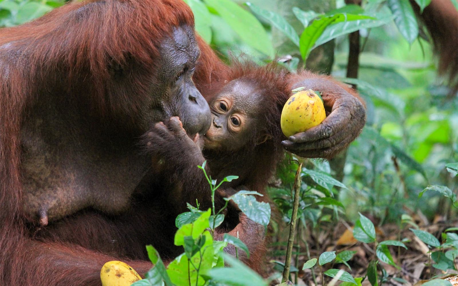 Tickets to Bukit Merah Orang Utan Island Foundation in Perak - Attractions | TickYourList
