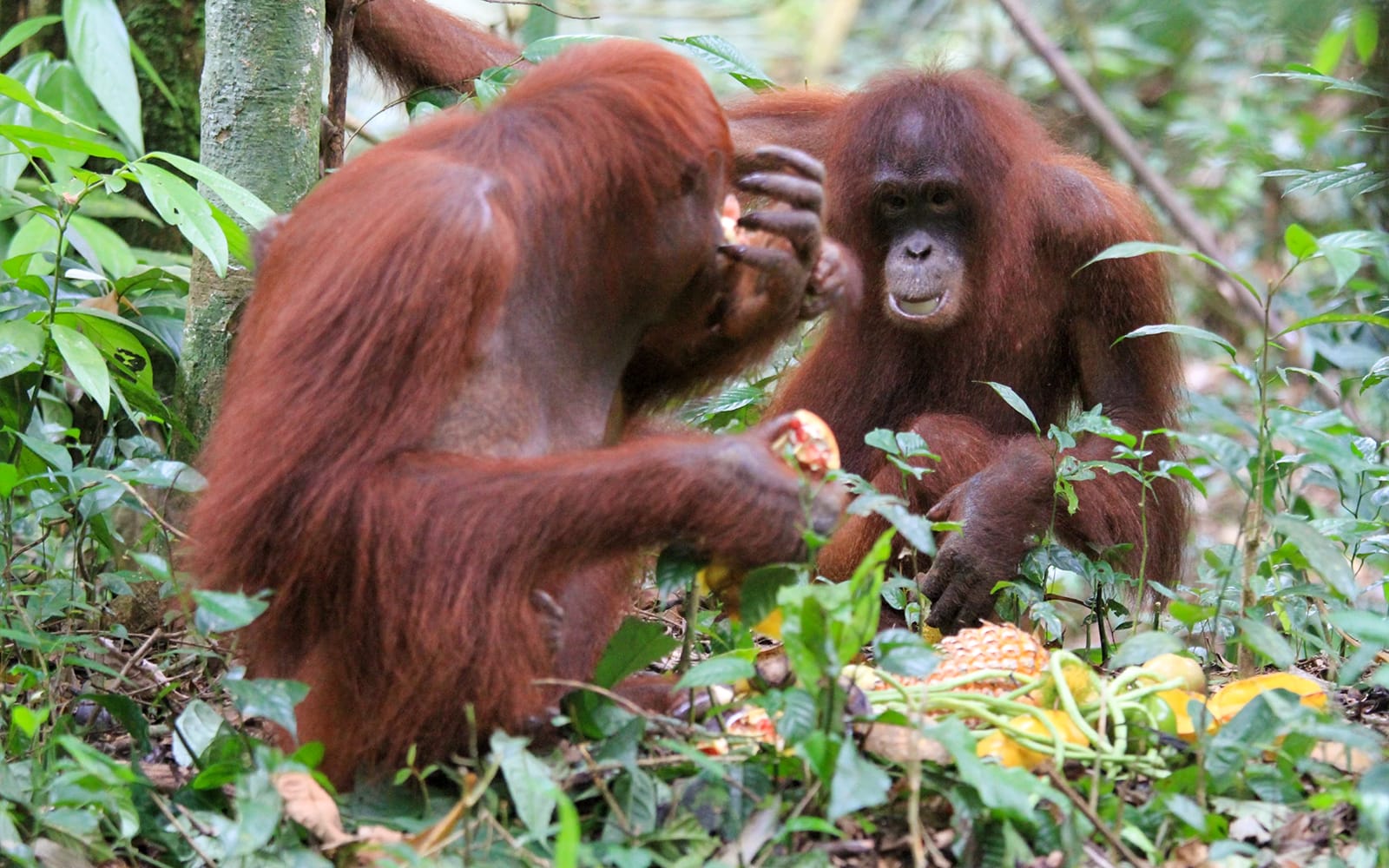 Tickets to Bukit Merah Orang Utan Island Foundation in Perak - Activities | TickYourList