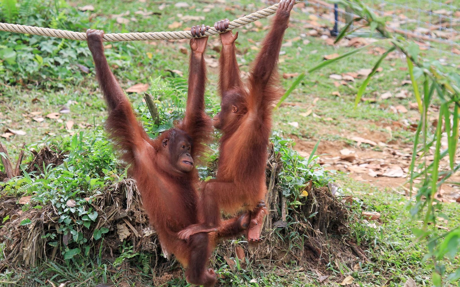 Tickets to Bukit Merah Orang Utan Island Foundation in Perak - Highlights | TickYourList