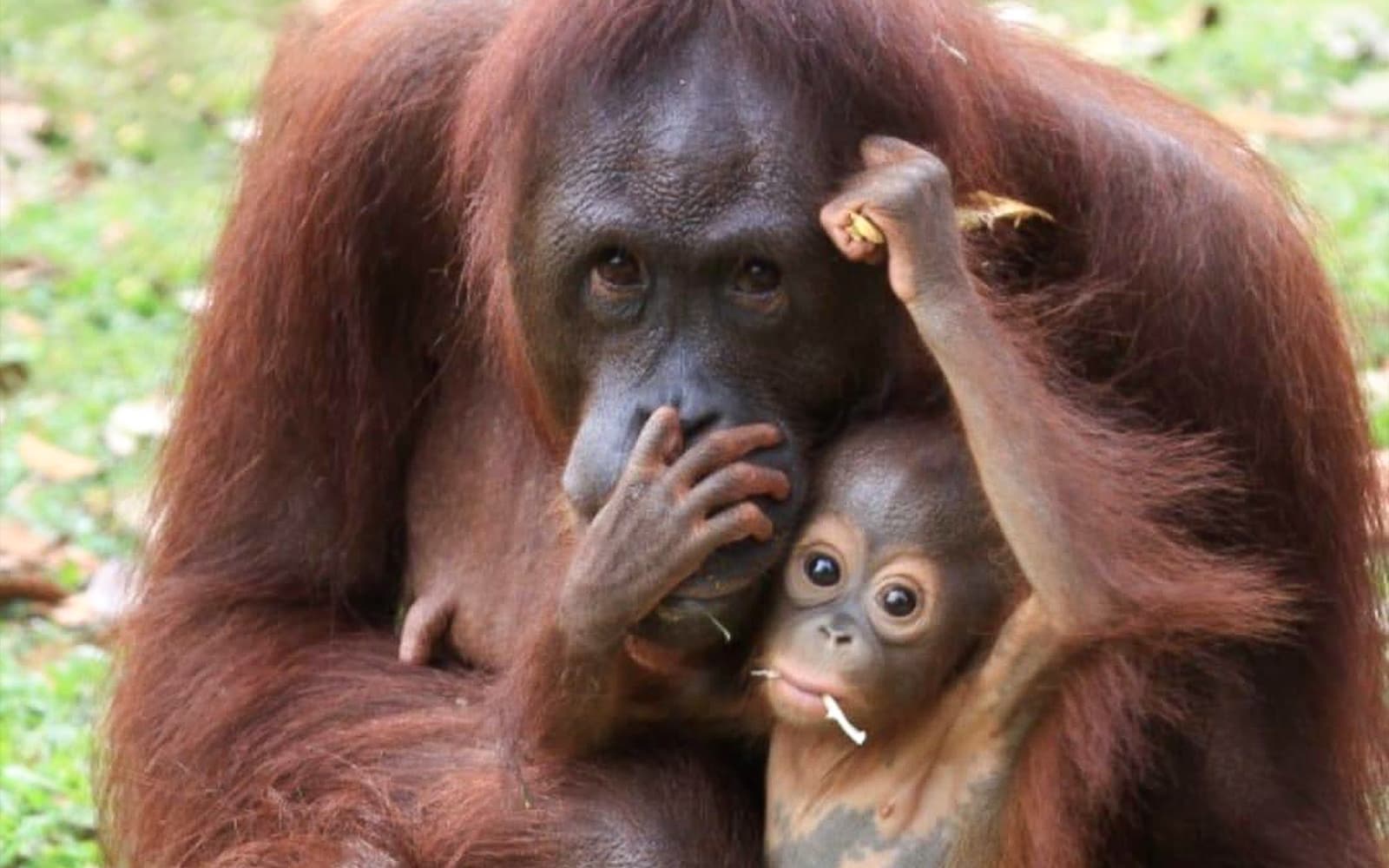 Tickets to Bukit Merah Orang Utan Island Foundation in Perak - Full Experience | TickYourList