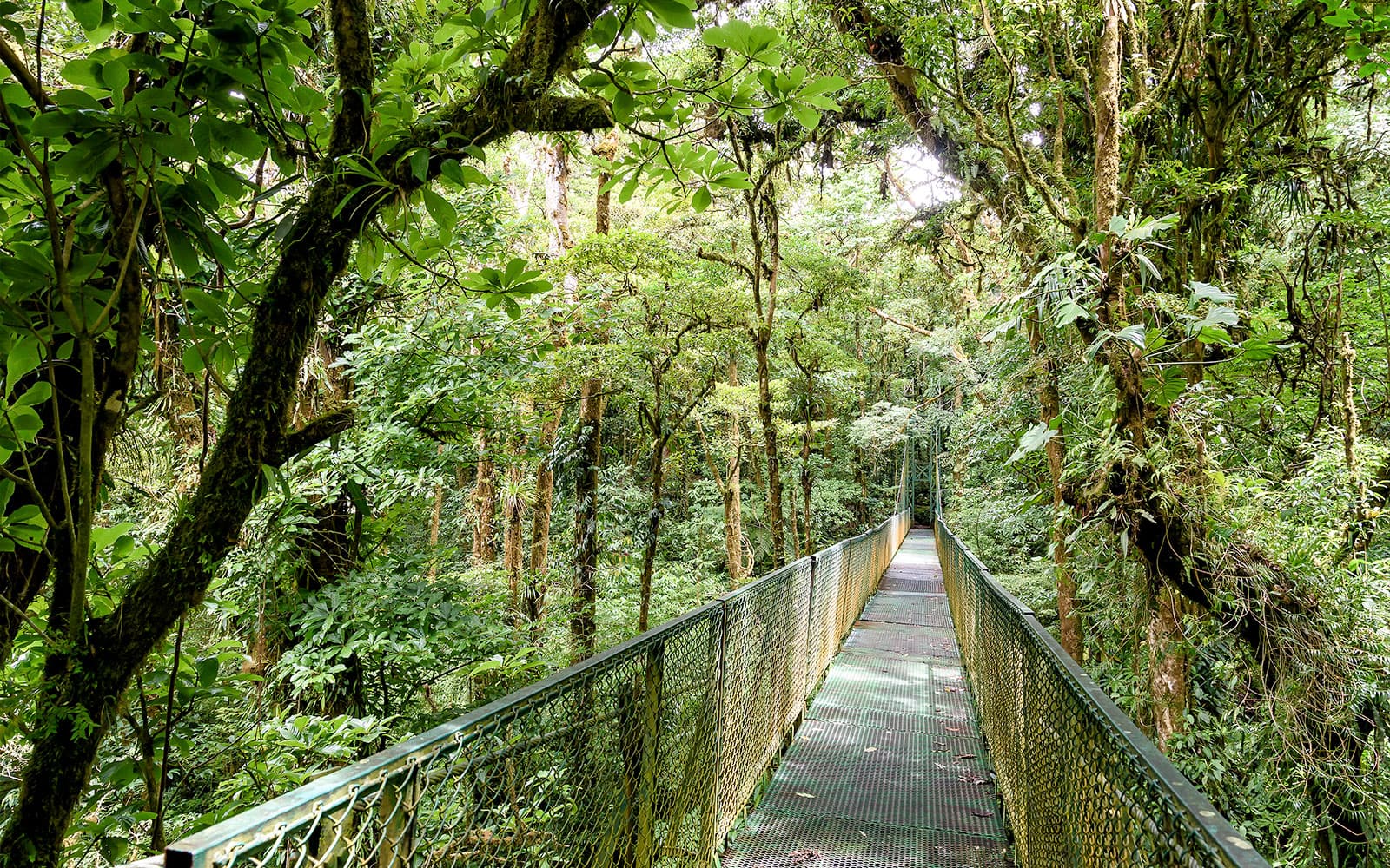 Day Trip to Gaharu Tea Valley in Perak tickets in Perak - Full Experience | TickYourList