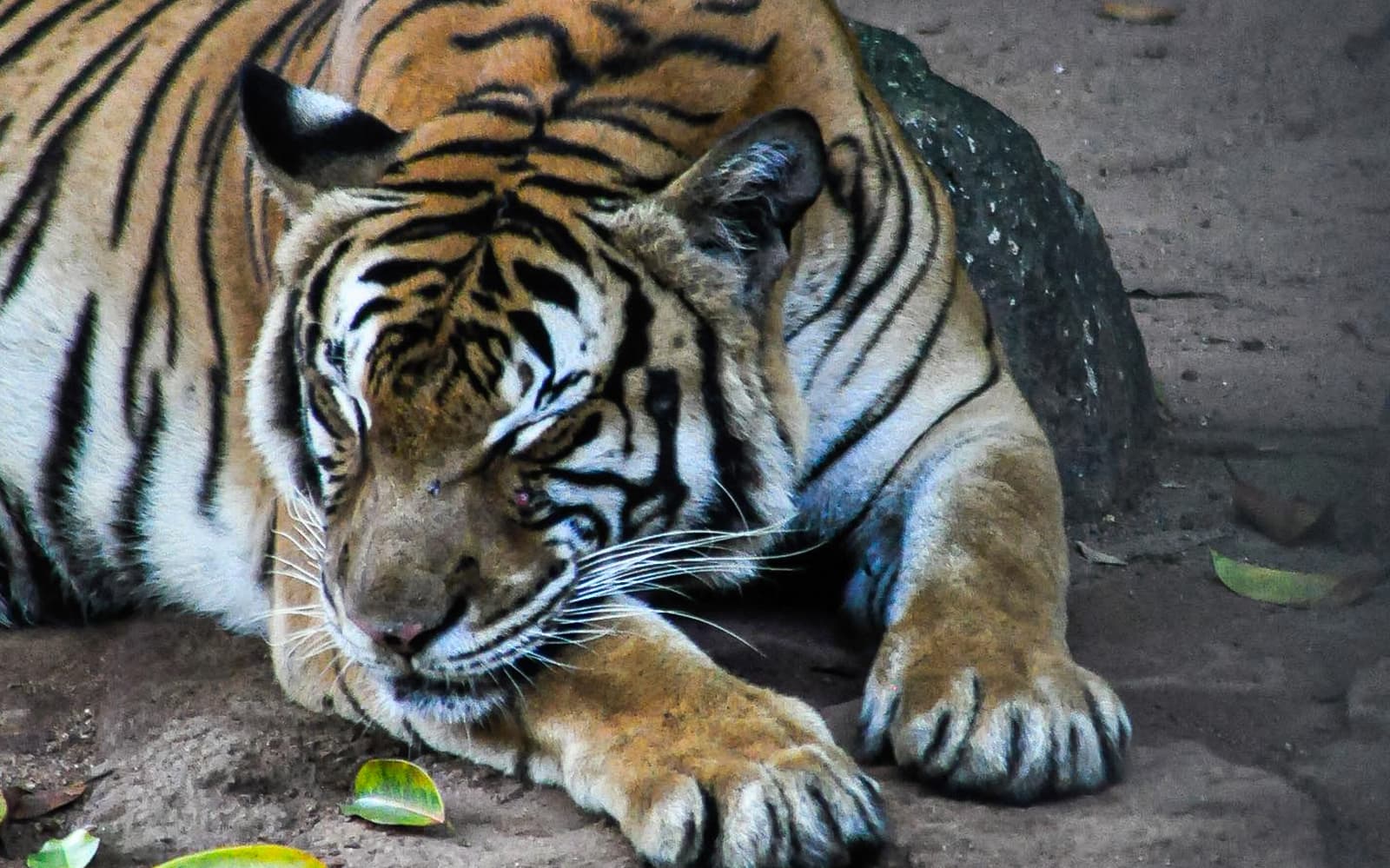 Zoo Melaka Tickets in Melaka - Activities | TickYourList