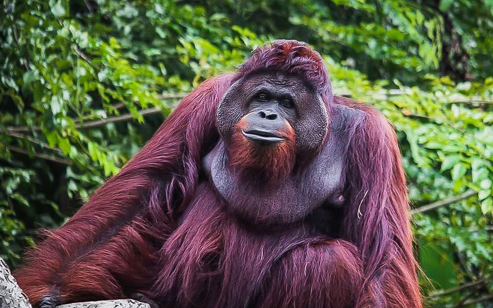 Combo (Save 8%): Zoo Melaka + Menara Taming Sari Tickets in Melaka - Activities | TickYourList