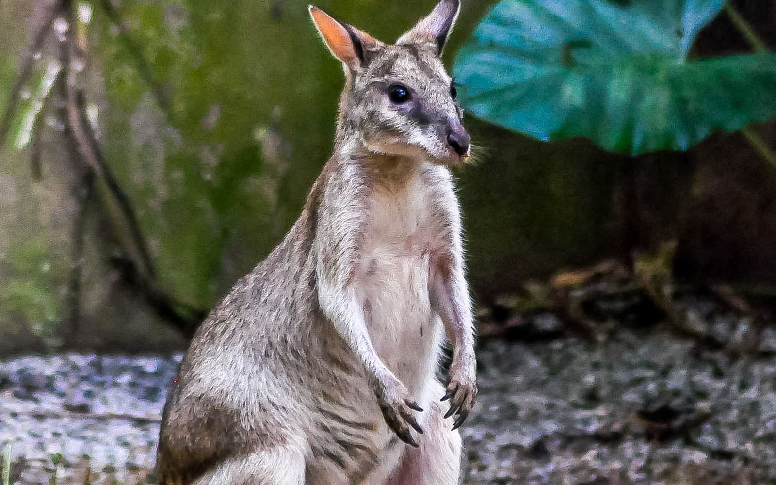 Combo (Save 8%): Zoo Melaka + Menara Taming Sari Tickets in Melaka - Features | TickYourList
