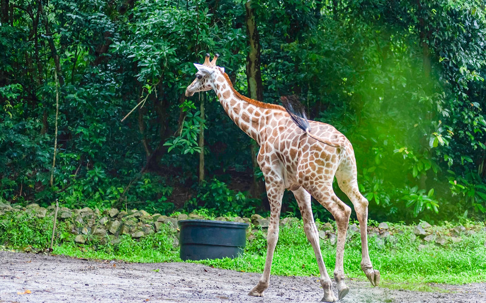 A'Famosa Melaka: Safari Wonderland Tickets experience in Melaka | TickYourList