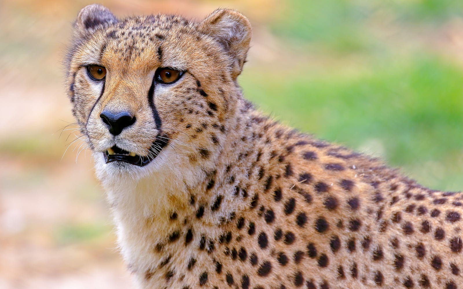 A'Famosa Melaka: Safari Wonderland Tickets in Melaka - Attractions | TickYourList