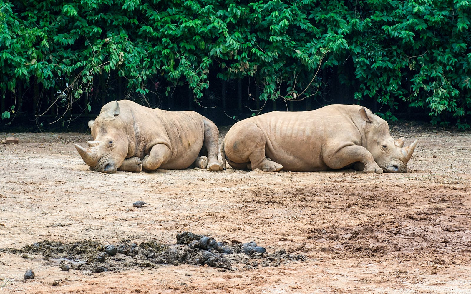 A'Famosa Melaka: Safari Wonderland Tickets in Melaka - Activities | TickYourList