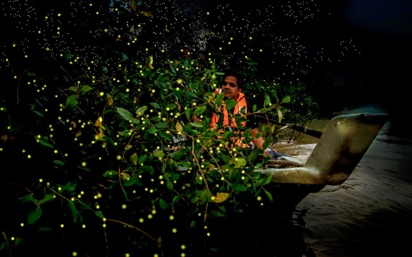 Kuala Selangor's Kampung Kuantan Fireflies Park Tour tickets in Selangor - Attractions | TickYourList