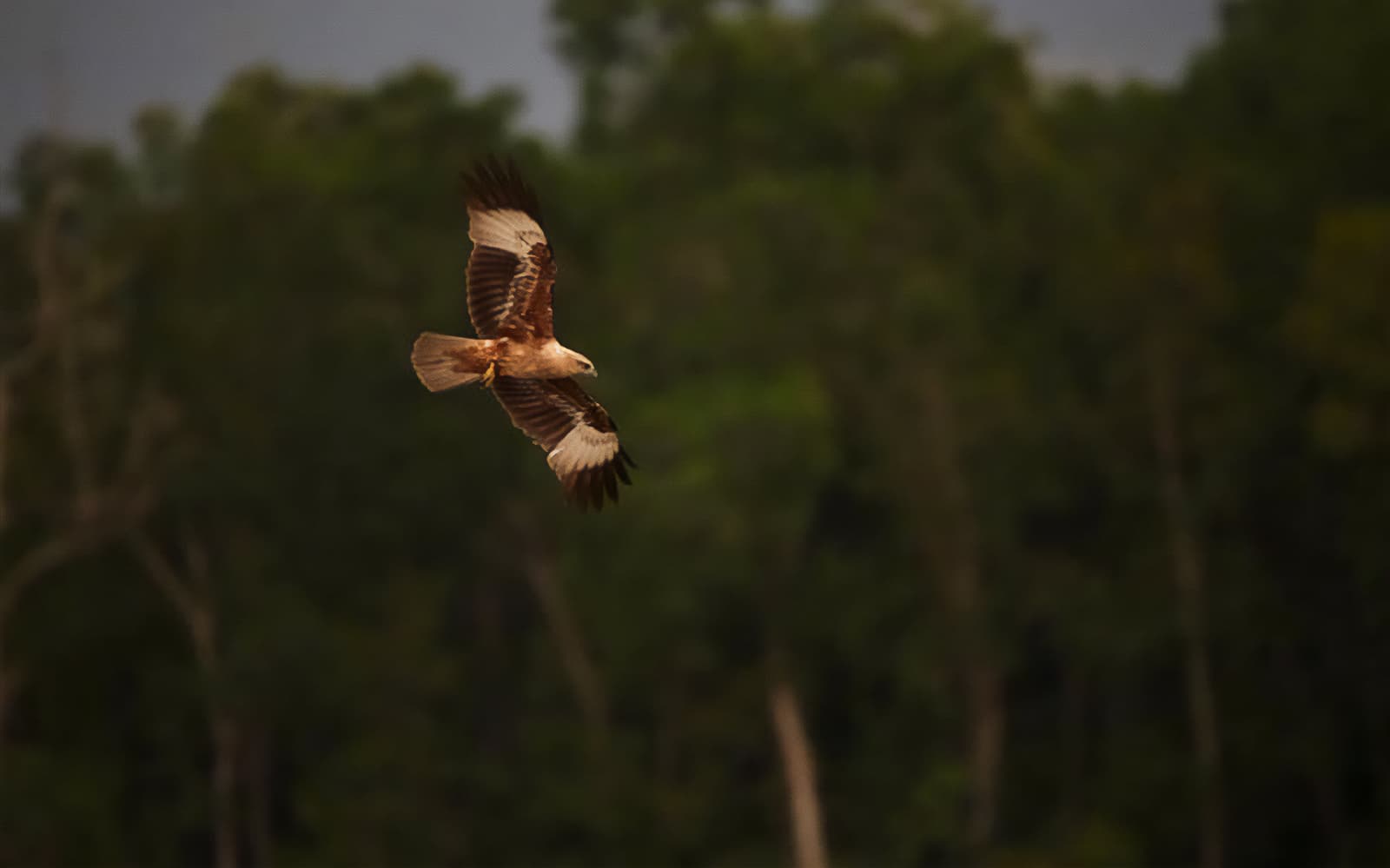 Eagles Feeding Experience in Kuala Selangor tickets in Selangor - Attractions | TickYourList