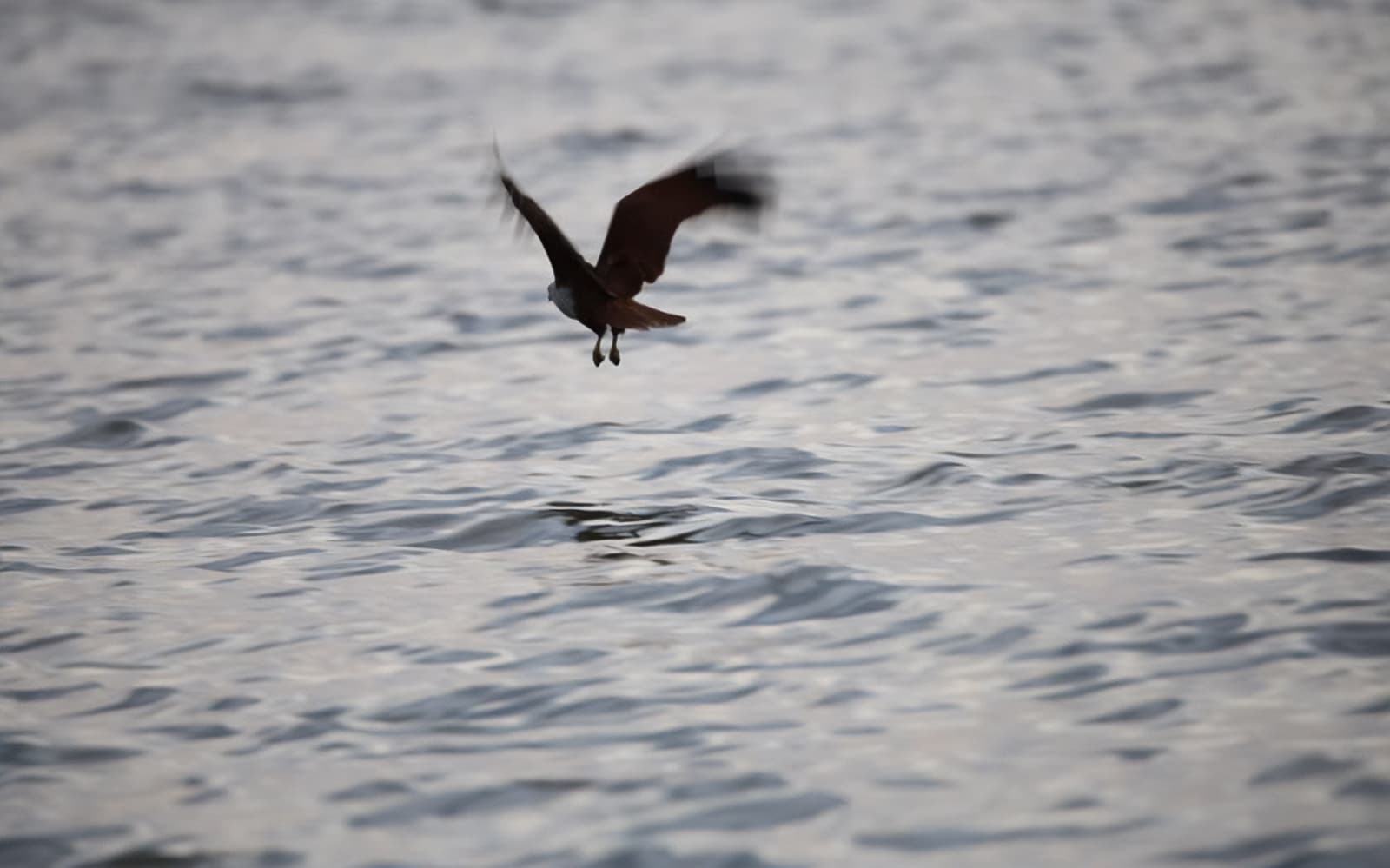 Eagles Feeding Experience in Kuala Selangor tickets in Selangor - Activities | TickYourList