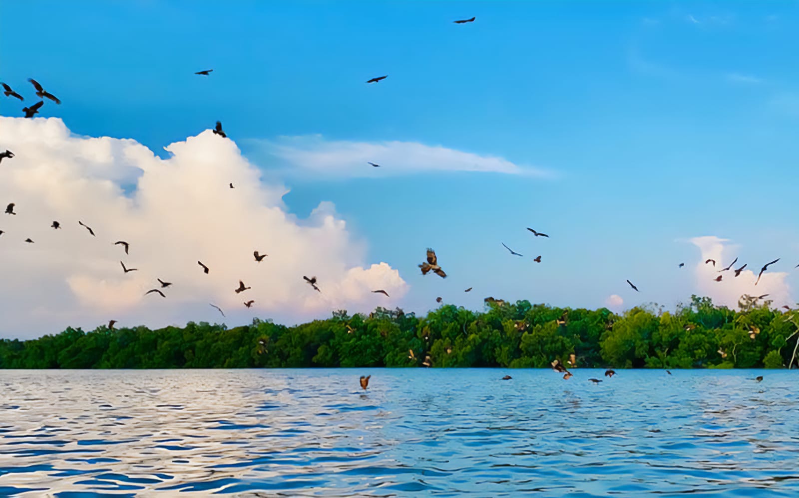 Eagles Feeding Experience in Kuala Selangor tickets in Selangor - Highlights | TickYourList