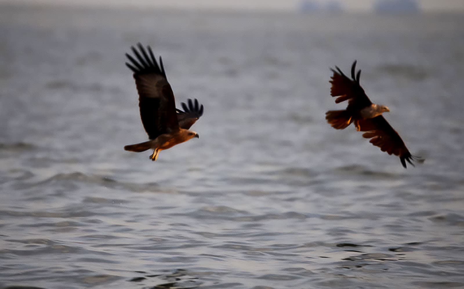 Eagles Feeding Experience in Kuala Selangor tickets in Selangor - Full Experience | TickYourList