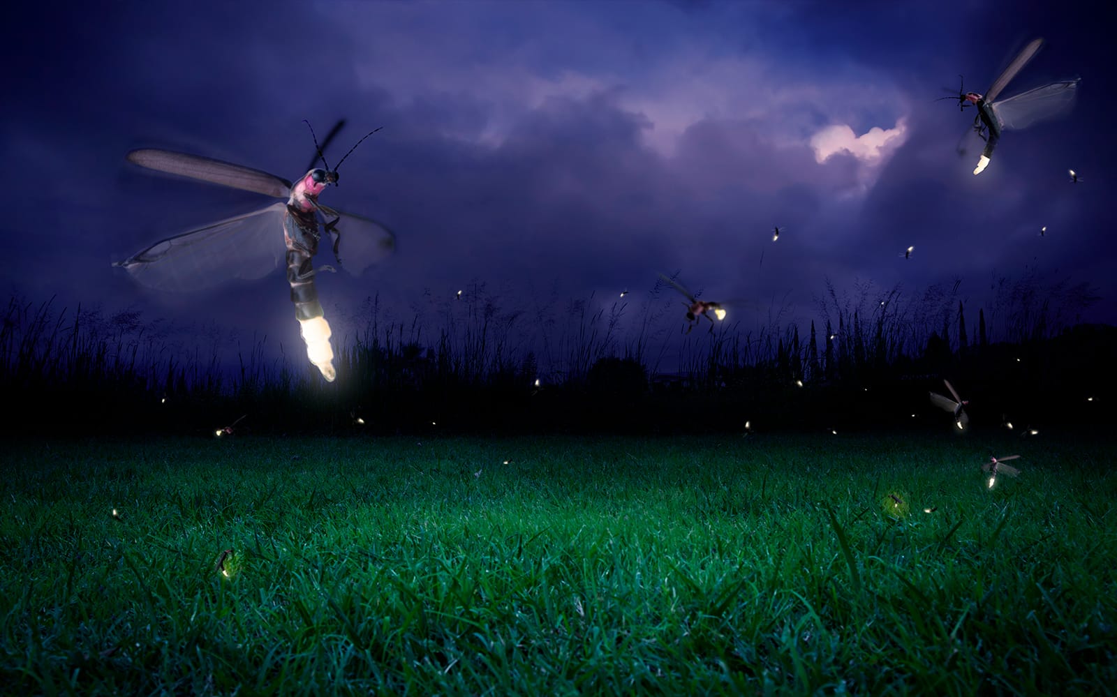 Fireflies Watching Tour in Kuala Selangor tickets in Selangor - Attractions | TickYourList