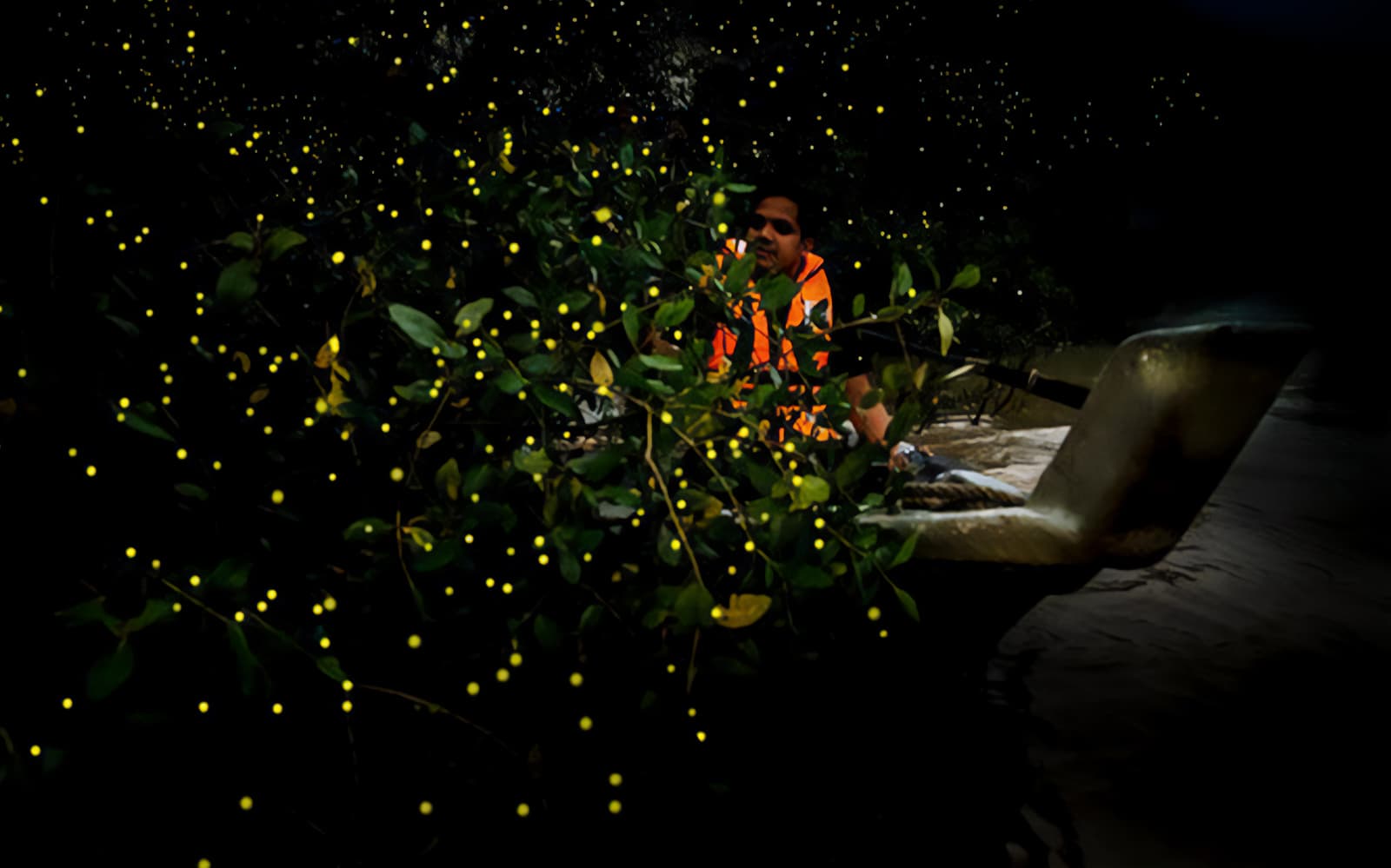 Fireflies Watching Tour in Kuala Selangor tickets in Selangor - Full Experience | TickYourList