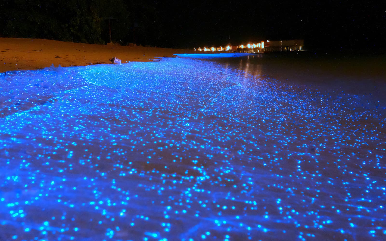 Blue Tears Experience in Kuala Selangor tickets in Selangor | TickYourList