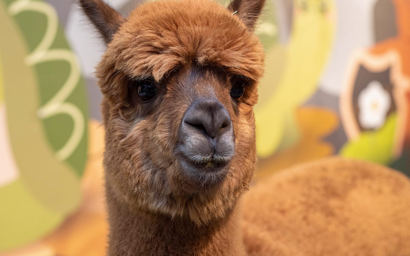 Just Farm by Just Pets Megastore Tickets in Selangor - Activities | TickYourList