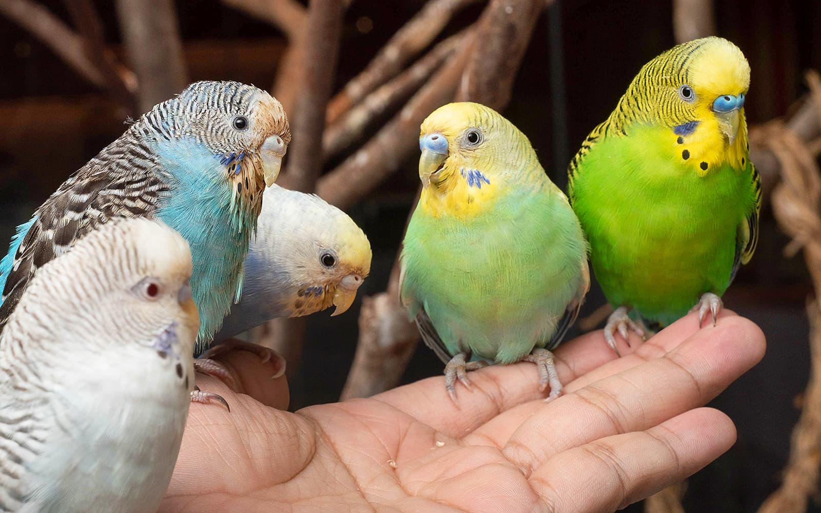 Just Farm by Just Pets Megastore Tickets in Selangor - Highlights | TickYourList