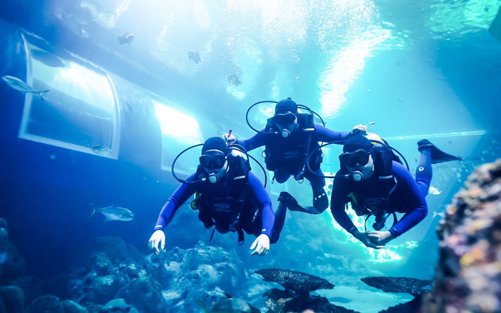 Singapore Oceanarium Dive Programs with Adventure Cove Waterpark Entry experience tickets in Singapore | TickYourList