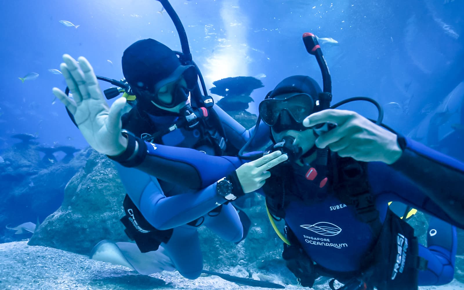 Singapore Oceanarium Dive Programs with Adventure Cove Waterpark Entry tickets in Singapore - Attractions | TickYourList