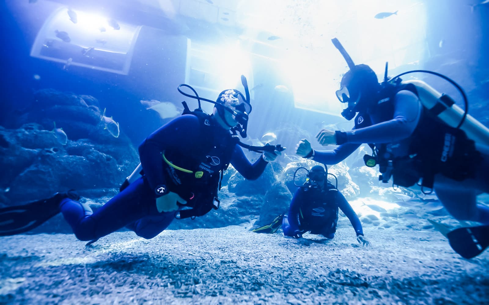 Singapore Oceanarium Dive Programs with Adventure Cove Waterpark Entry tickets in Singapore - Highlights | TickYourList
