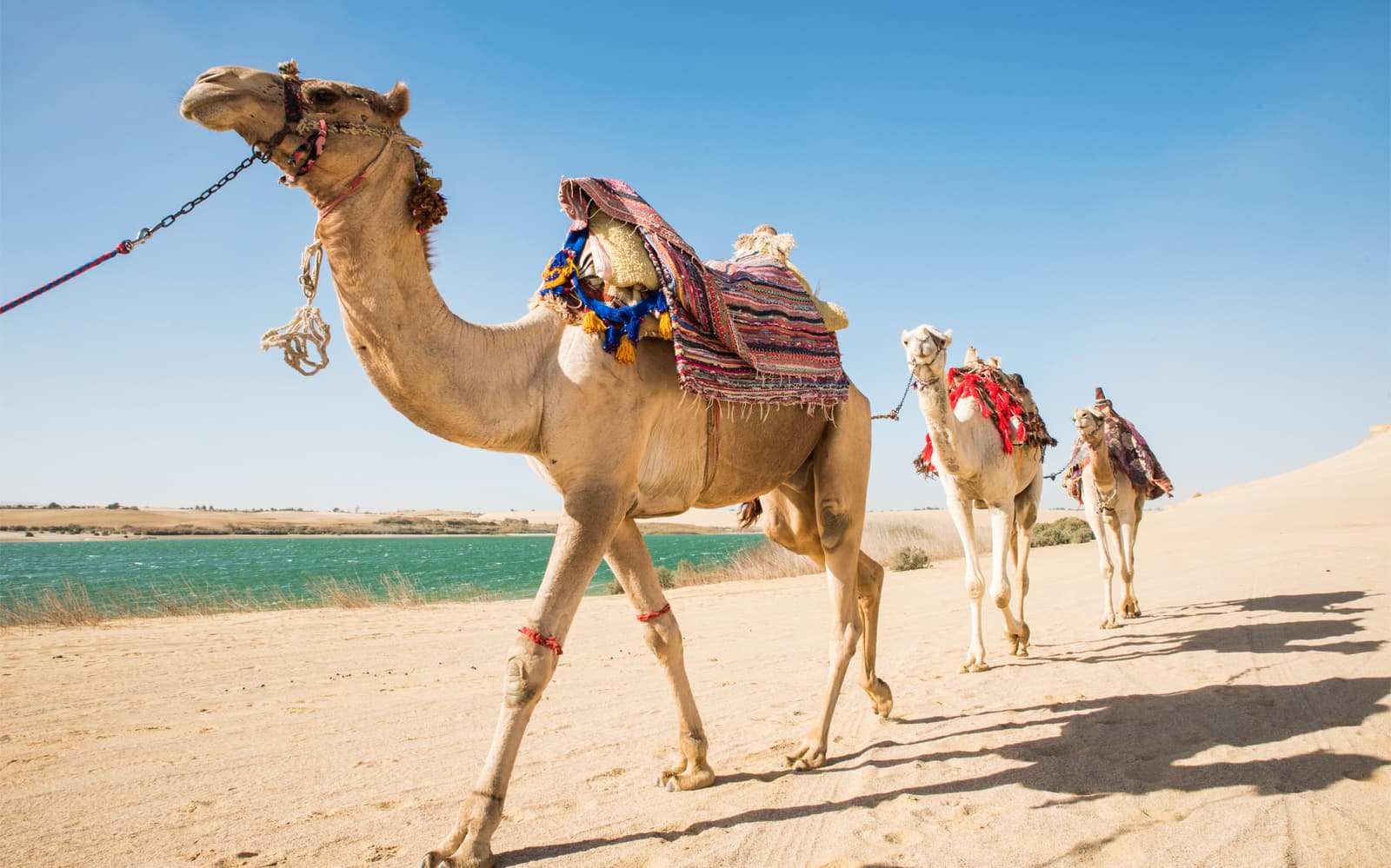 4x4 Desert Safari with Sandboarding & Camel Ride Tour from Cairo tickets in Cairo - Highlights | TickYourList