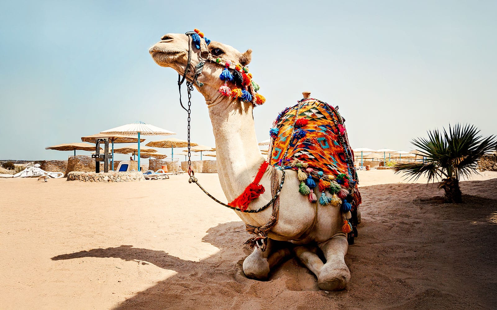 From Hurghada: Quad Bike Ride, Camel Safari, Stargazing & Dinner With Round-Trip Hotel Transfers tickets in Hurghada - Activities | TickYourList