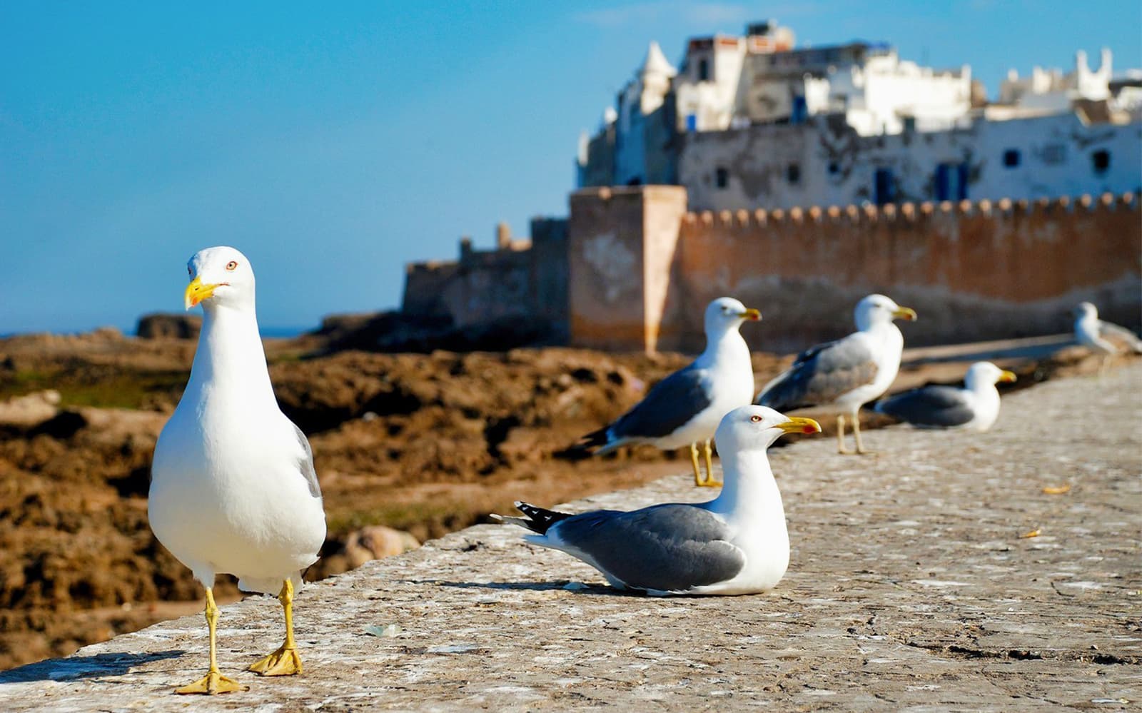 Essaouira Day Trip with Medina Visit From Marrakesh tickets in Marrakesh - Activities | TickYourList