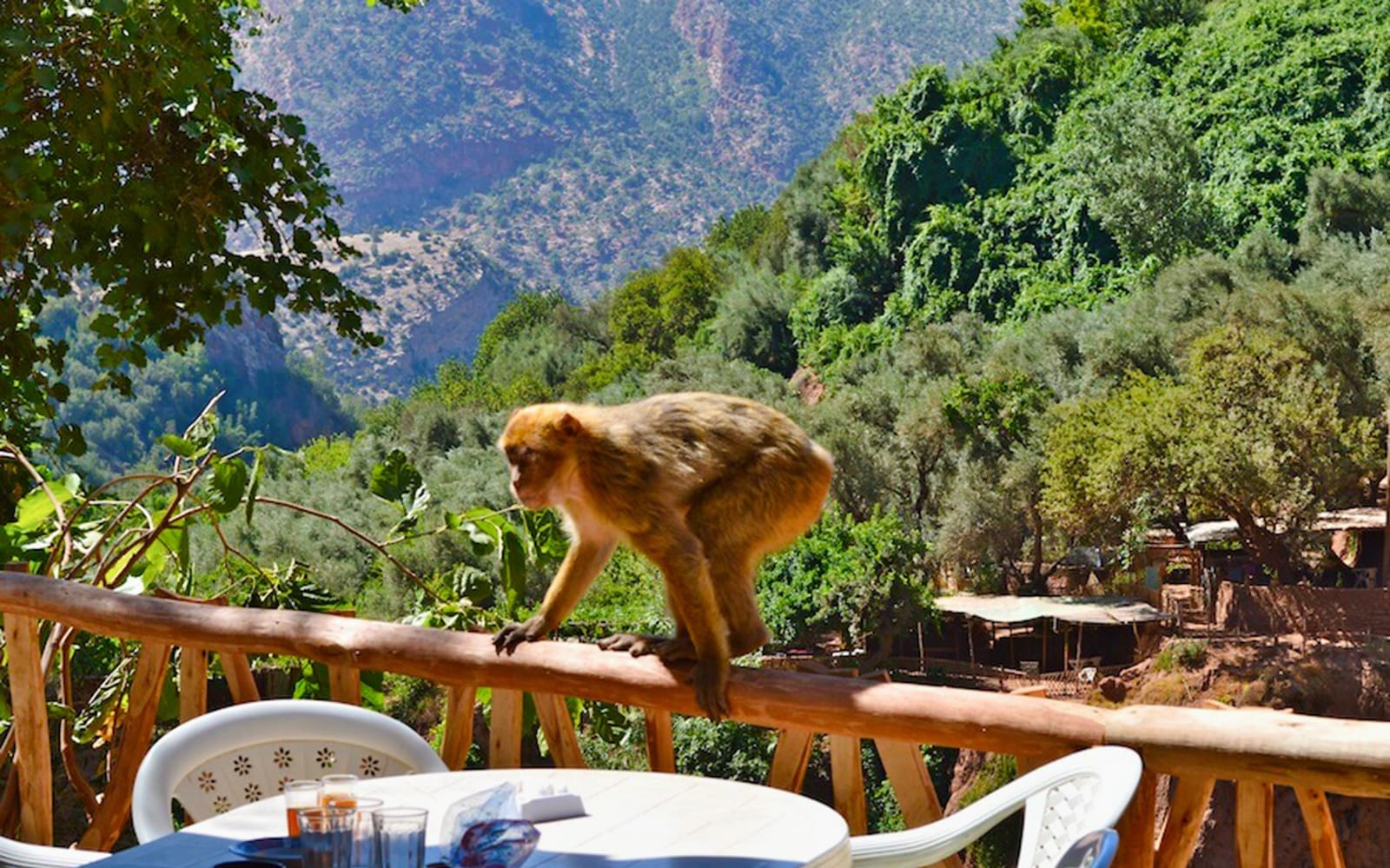 From Marrakesh: Ouzoud Waterfalls & Boat Ride Tour tickets in Marrakesh - Highlights | TickYourList