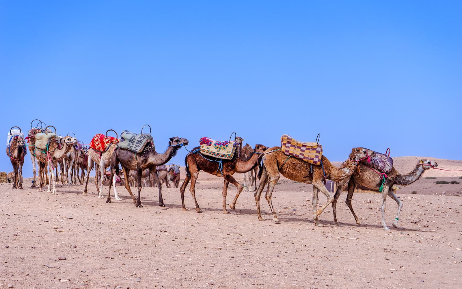 Sunset Desert Safari with Quad Bike, Camel Ride, Dinner Show & Transfers tickets in Marrakesh - Highlights | TickYourList