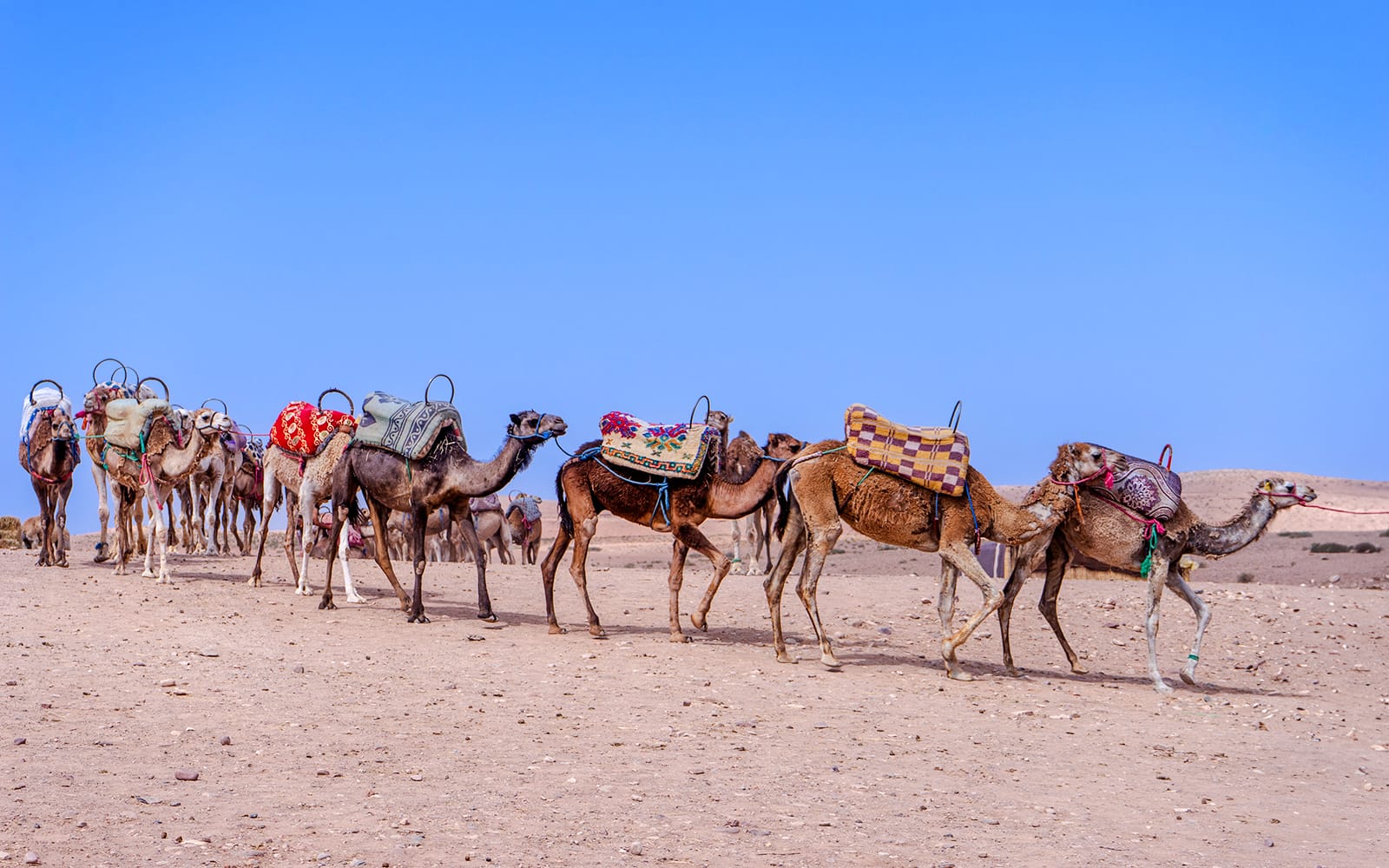 Sunset Desert Safari with Quad Bike, Camel Ride, Dinner Show & Transfers tickets in Marrakesh - Highlights | TickYourList