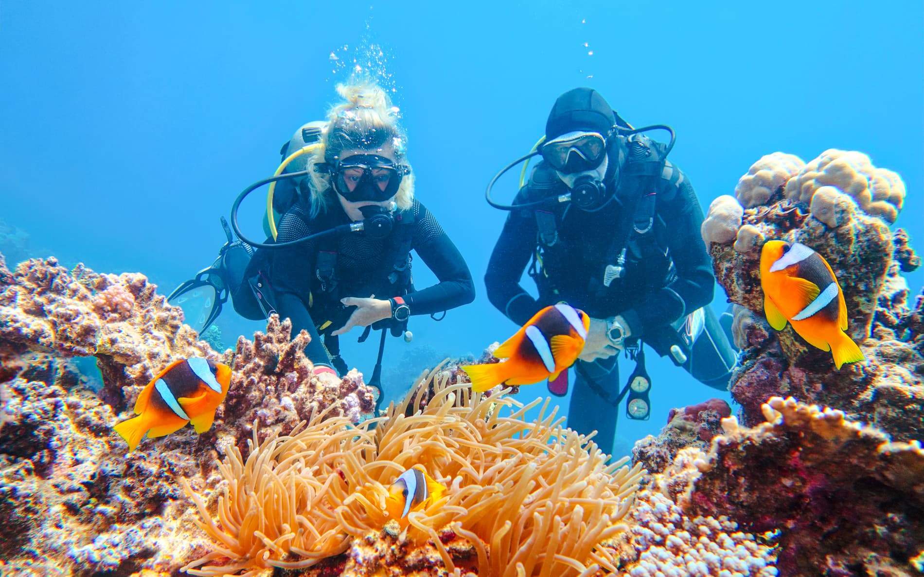 From Sharm El-Sheikh: Diving at Ras Mohamed & White Island with Round-Trip Hotel Transfers