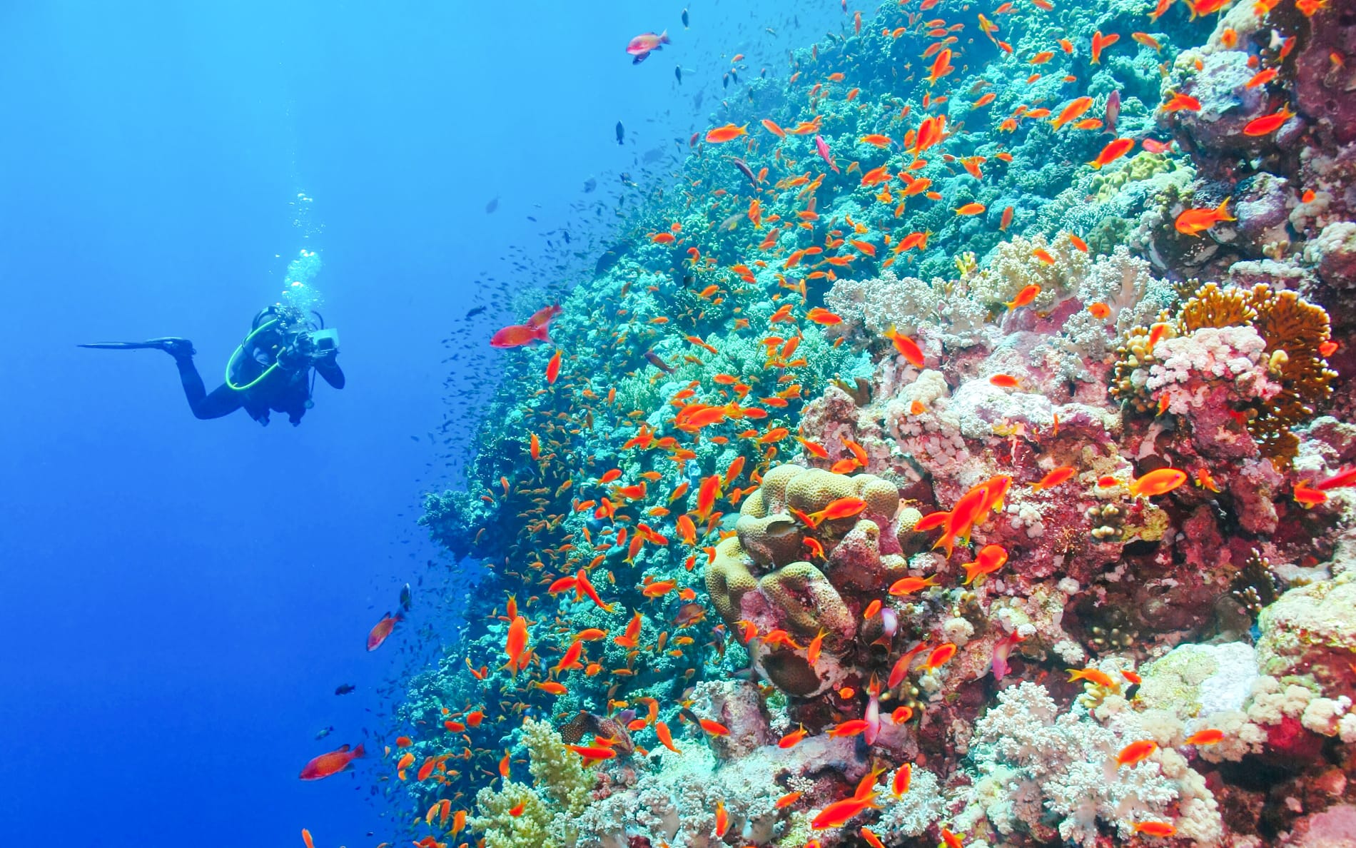 From Sharm El-Sheikh: Diving at Ras Mohamed & White Island with Round-Trip Hotel Transfers tickets in Sharm el-Sheikh - Attractions | TickYourList